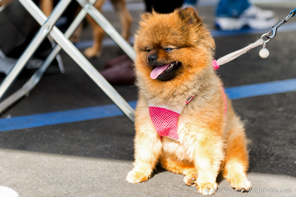 weho's cutest dog contest
