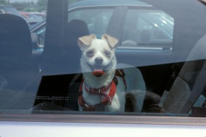 dogs in cars