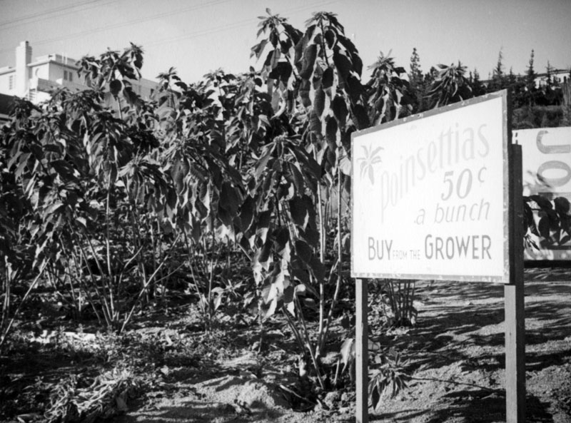 A sign in front of a poinsettia field near Sunset Hills Road and Doheny Road in West Hollywood advertises poinsettias for 50 cents a bunch. The top floor of the Doheny Courtyard Apartments can be seen in the upper left hand corner. 1937 (Photo courtesy of the Los Angeles Public Library )