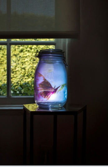 "Digital Taxidermy Series - Butterfly of Dreams," 2016. 8" x 4" glass jam-jar, video/sculpture Installation. mini video projector, USB memory stick. By Carl Hopgood (Photo by William Callan). 