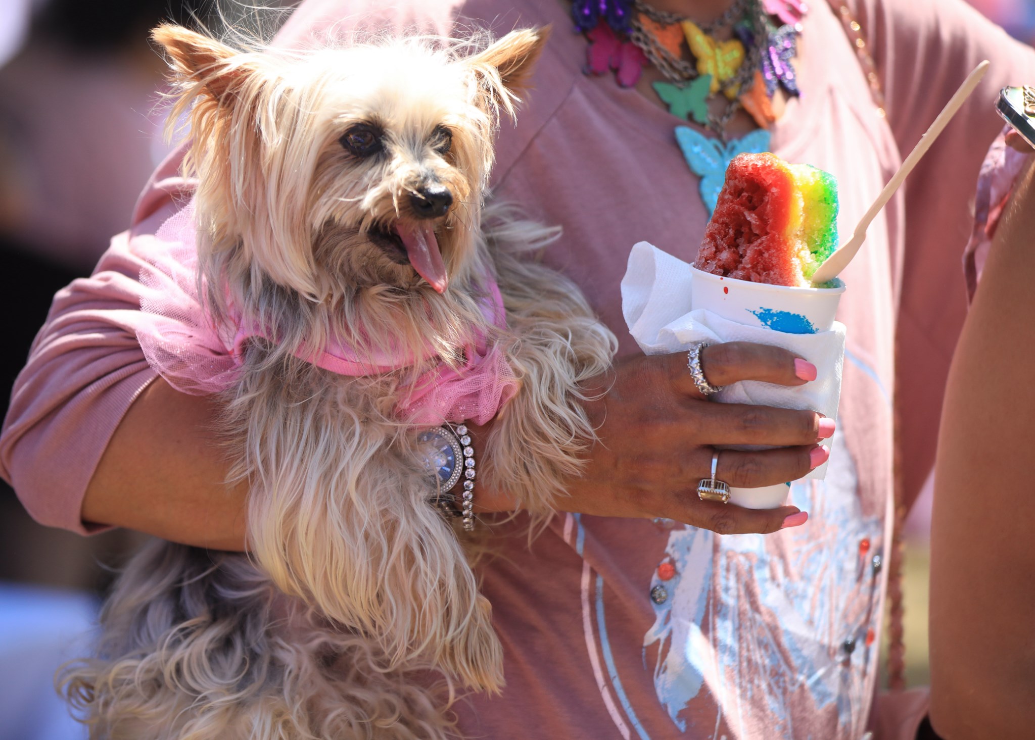 PHOTOS: World Dog Day in WeHo - WEHOville