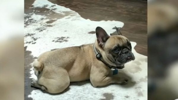 Why French bulldogs are being targeted in violent thefts