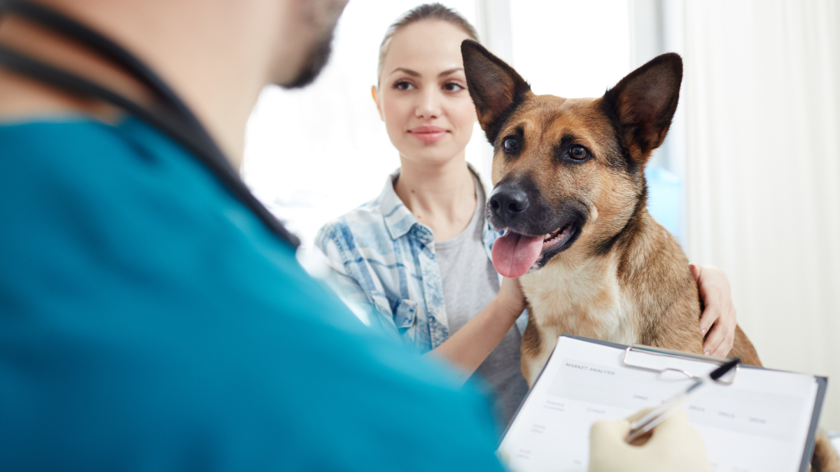 Learn about holistic veterinary care - WEHOville